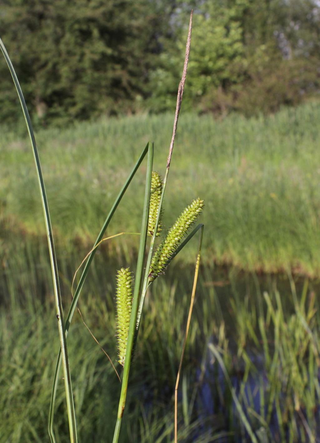 Carex rostrata (door Peter Meininger)