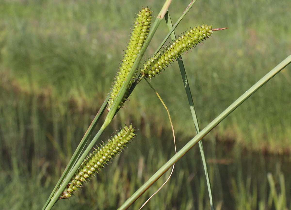 Carex rostrata (door Peter Meininger)