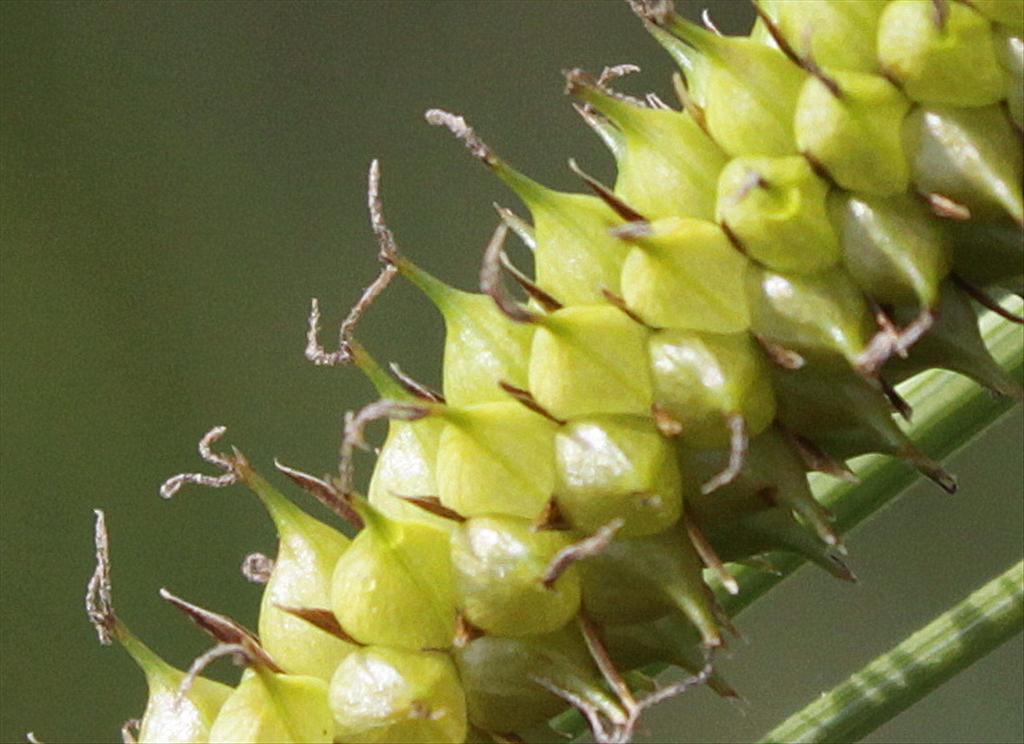 Carex rostrata (door Peter Meininger)