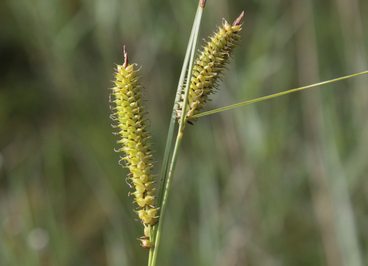 Carex rostrata (door Peter Meininger)