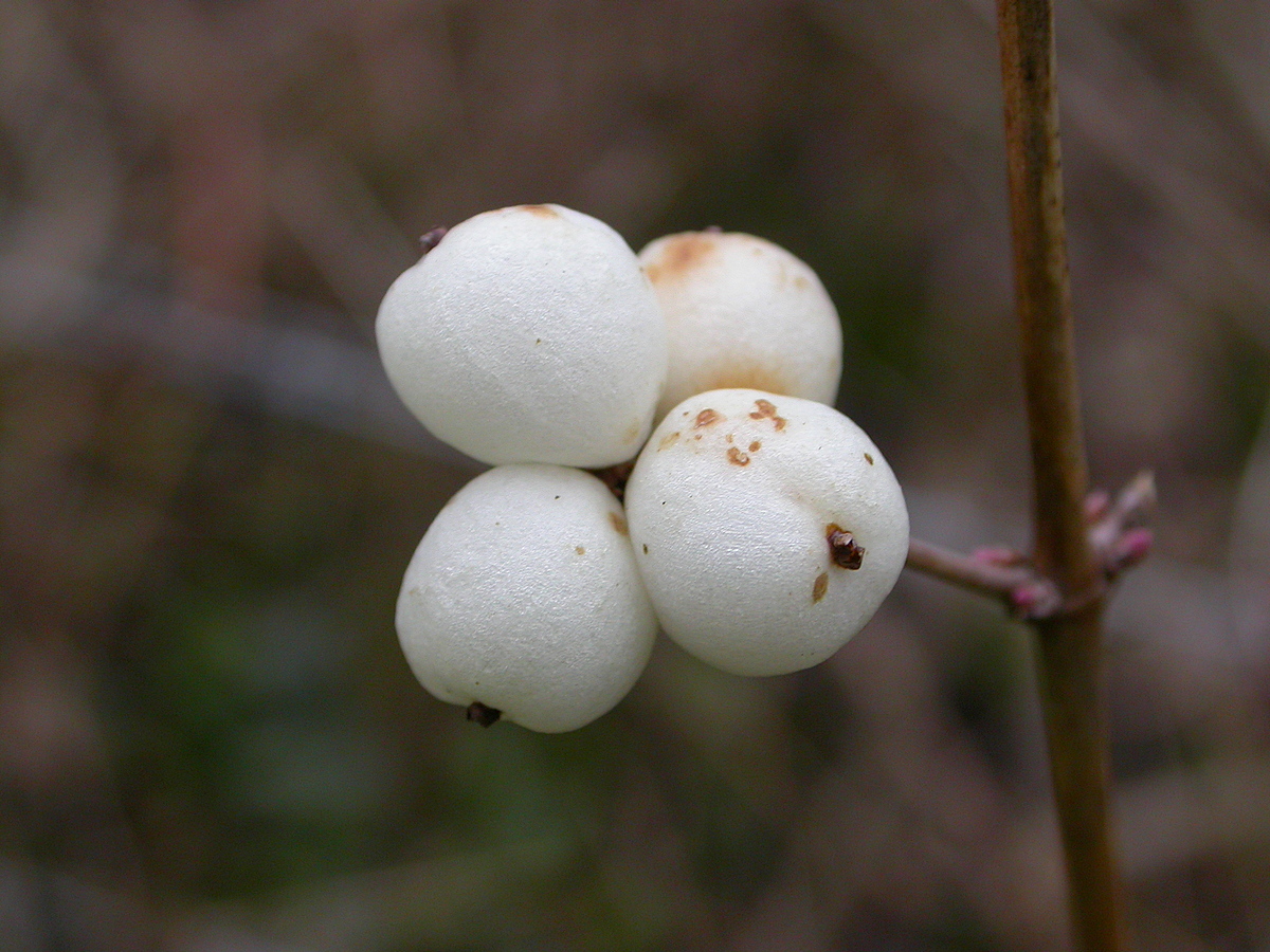 Symphoricarpos albus (door Peter Meininger)