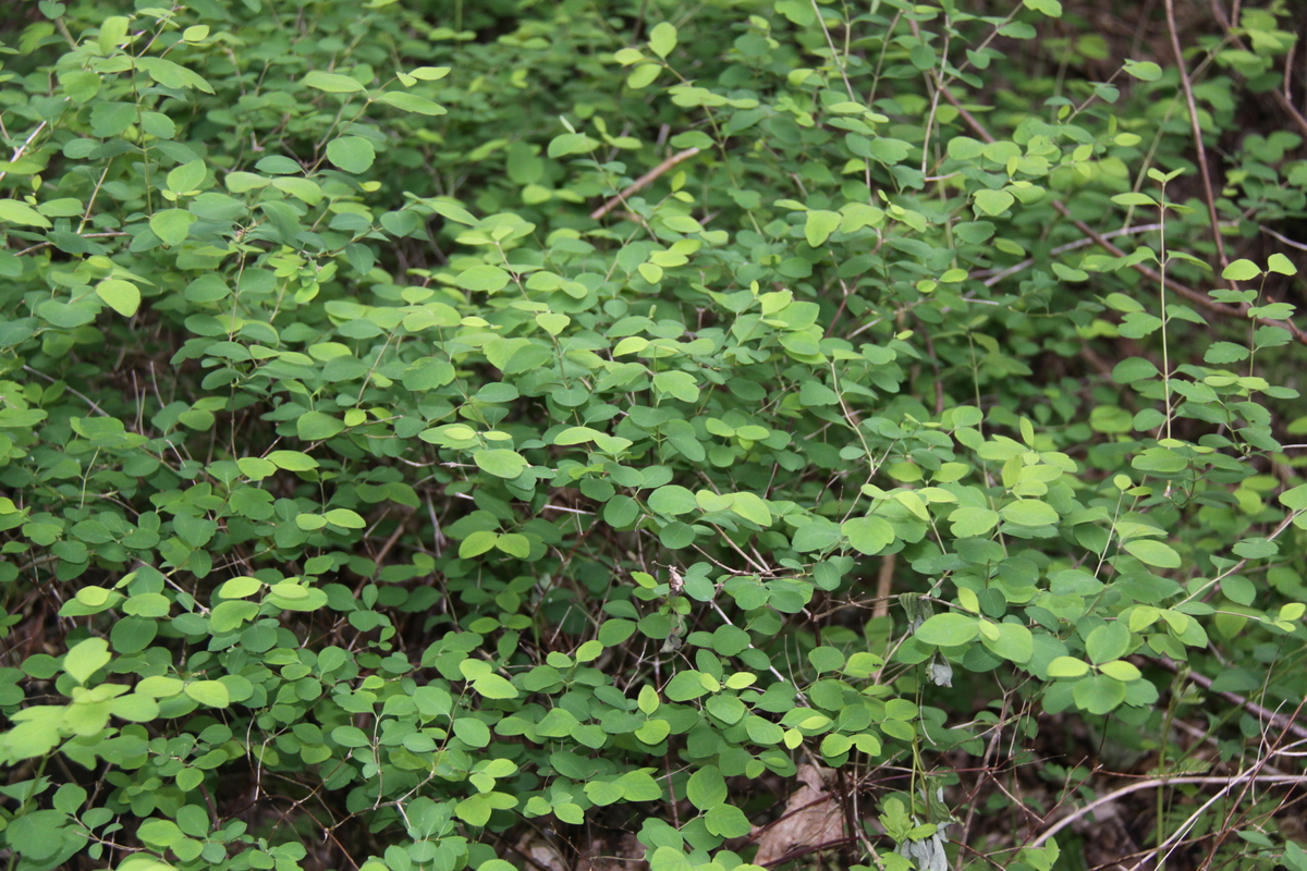 Symphoricarpos albus (door Peter Meininger)