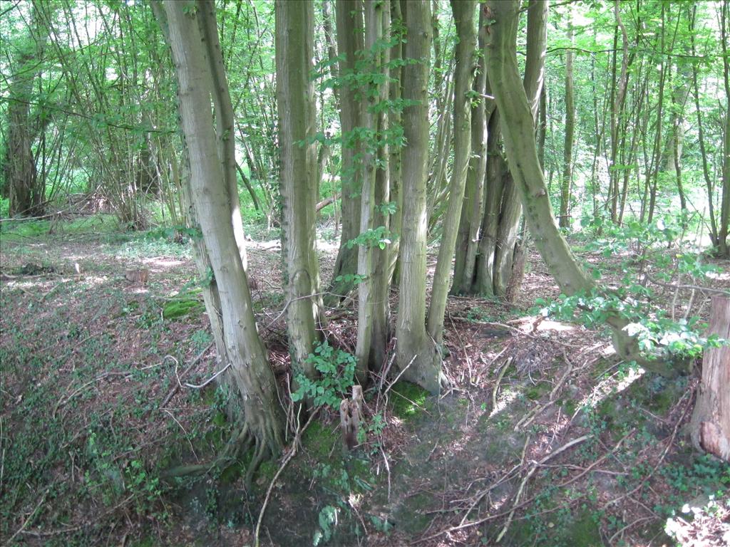 Carpinus betulus (door Piet Bremer )