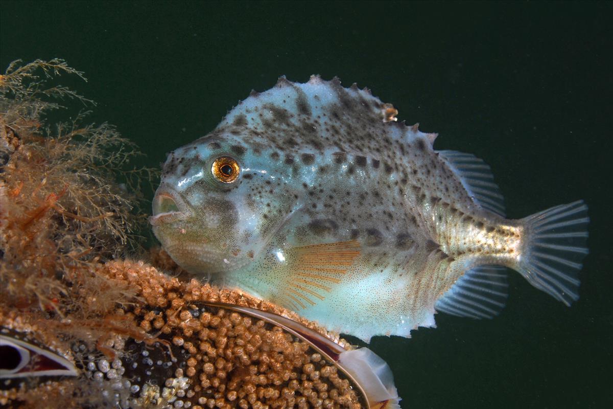 Cyclopterus lumpus (door Marion Haarsma)