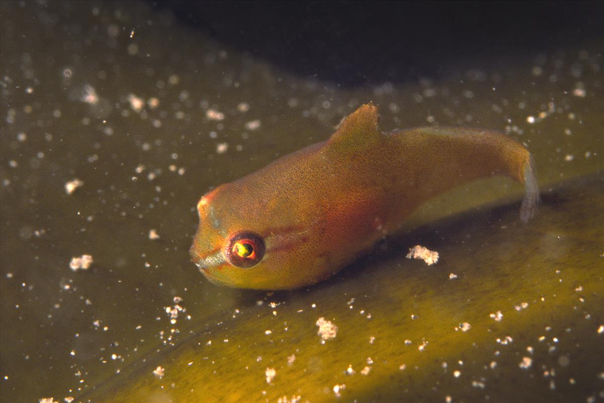 Cyclopterus lumpus (door Marion Haarsma)