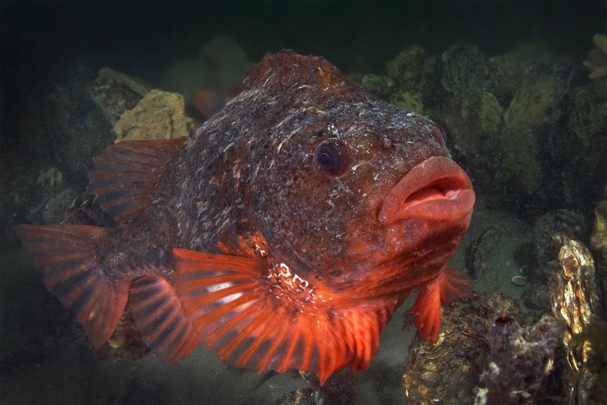 Cyclopterus lumpus (door Marion Haarsma)