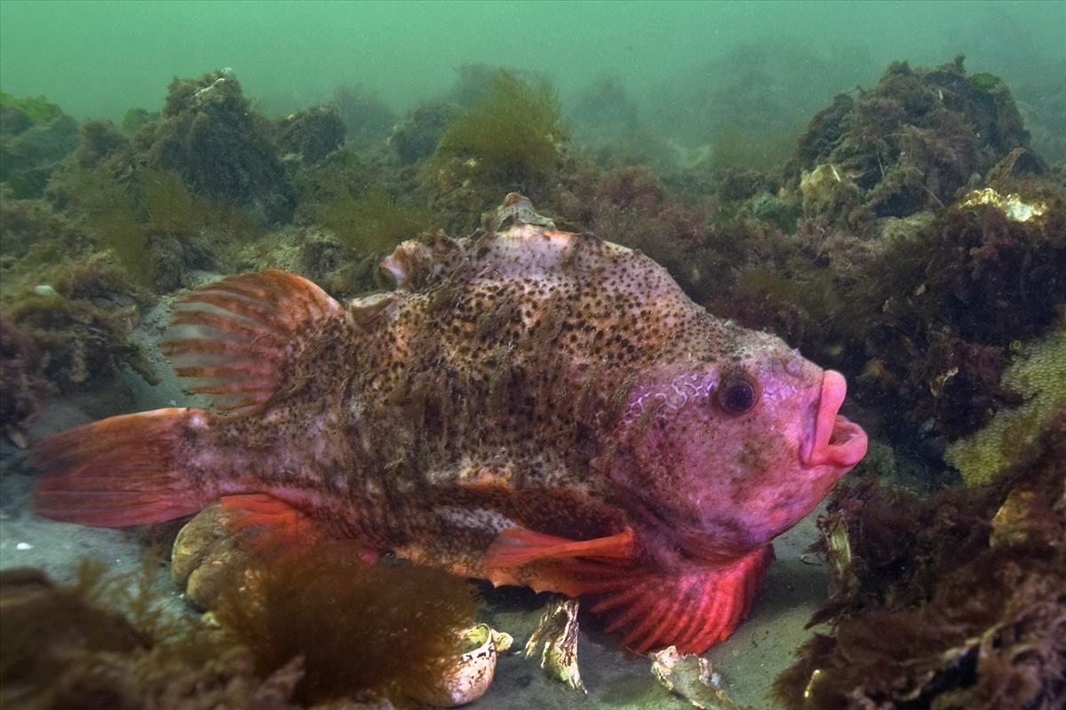 Cyclopterus lumpus (door Marion Haarsma)