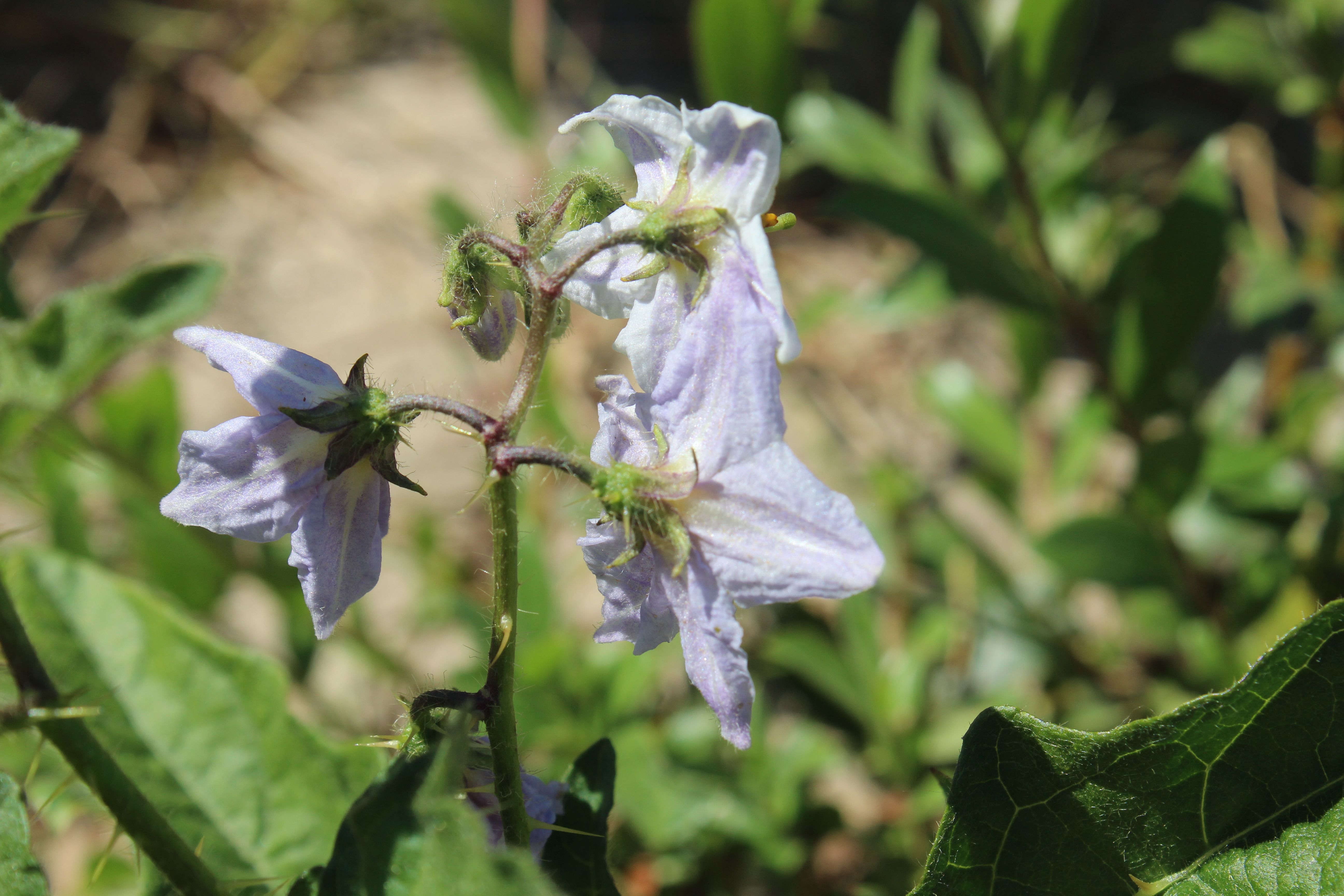 Solanum carolinense (door Niels Jeurink)