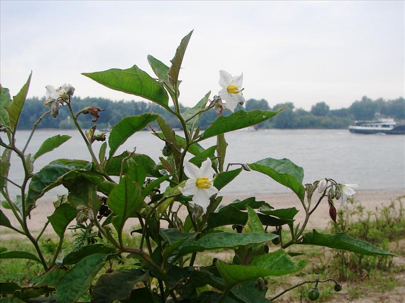 Solanum carolinense (door Piet Vogelzang)