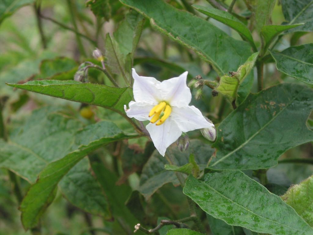 Solanum carolinense (door Gertjan van Mill)