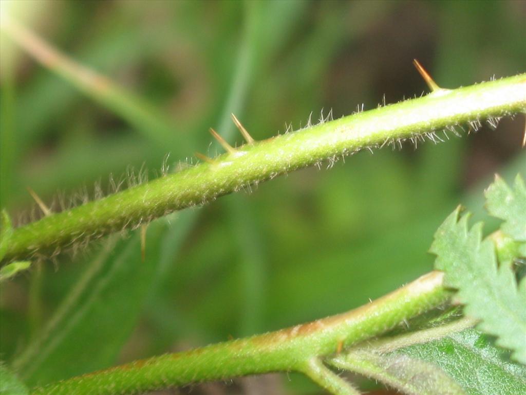 Solanum carolinense (door Gertjan van Mill)