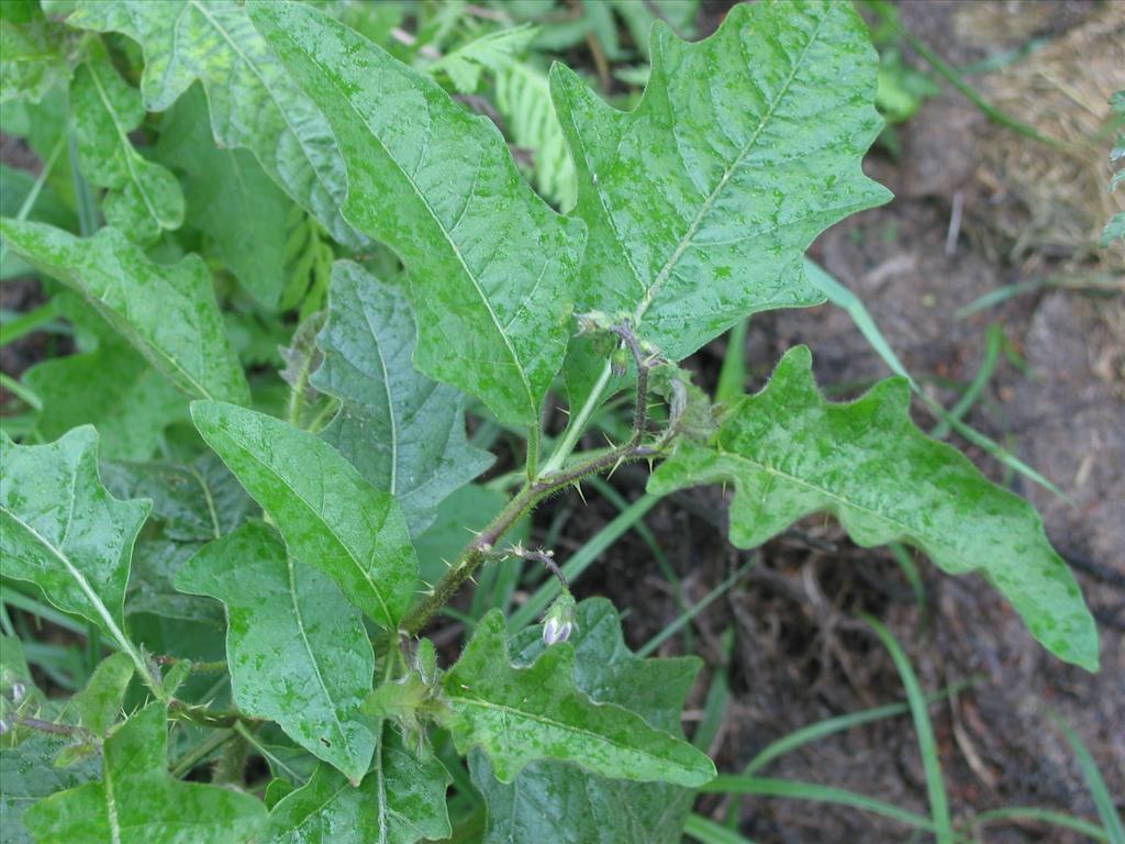 Solanum carolinense (door Gertjan van Mill)