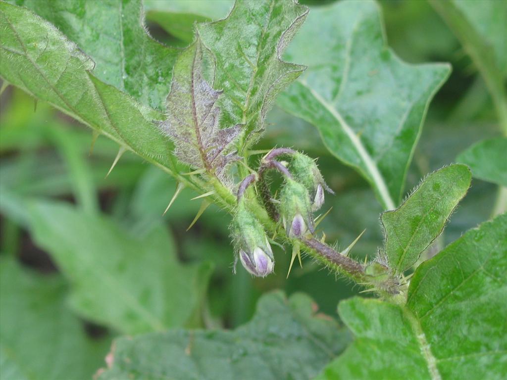 Solanum carolinense (door Gertjan van Mill)