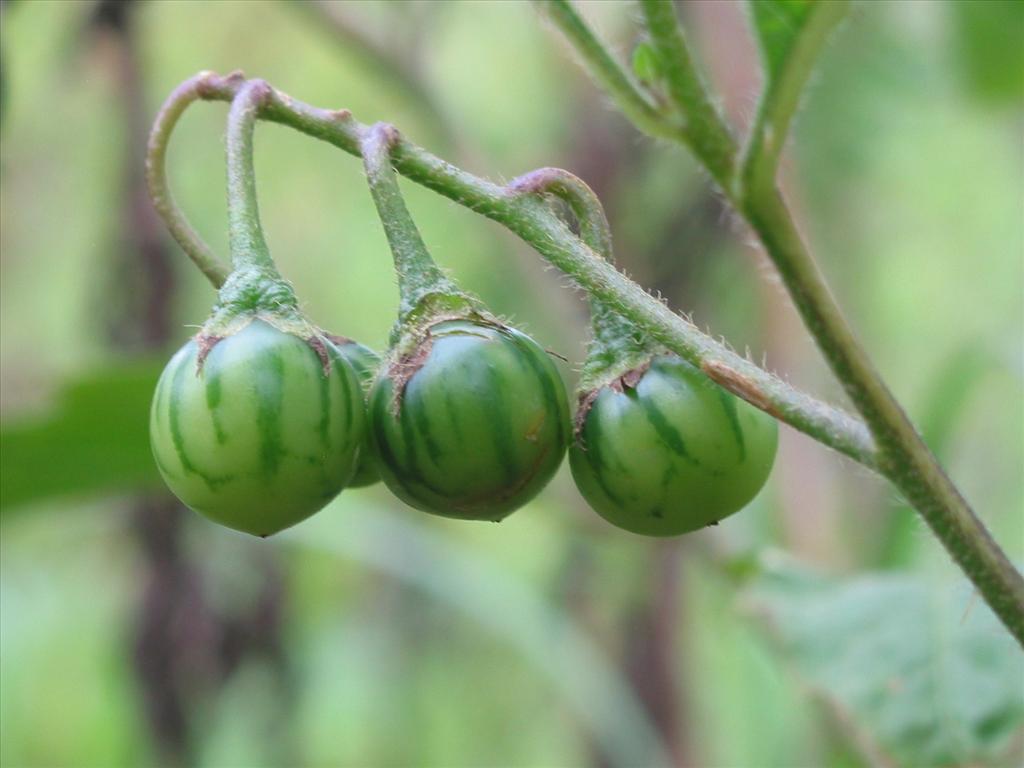 Solanum carolinense (door Gertjan van Mill)