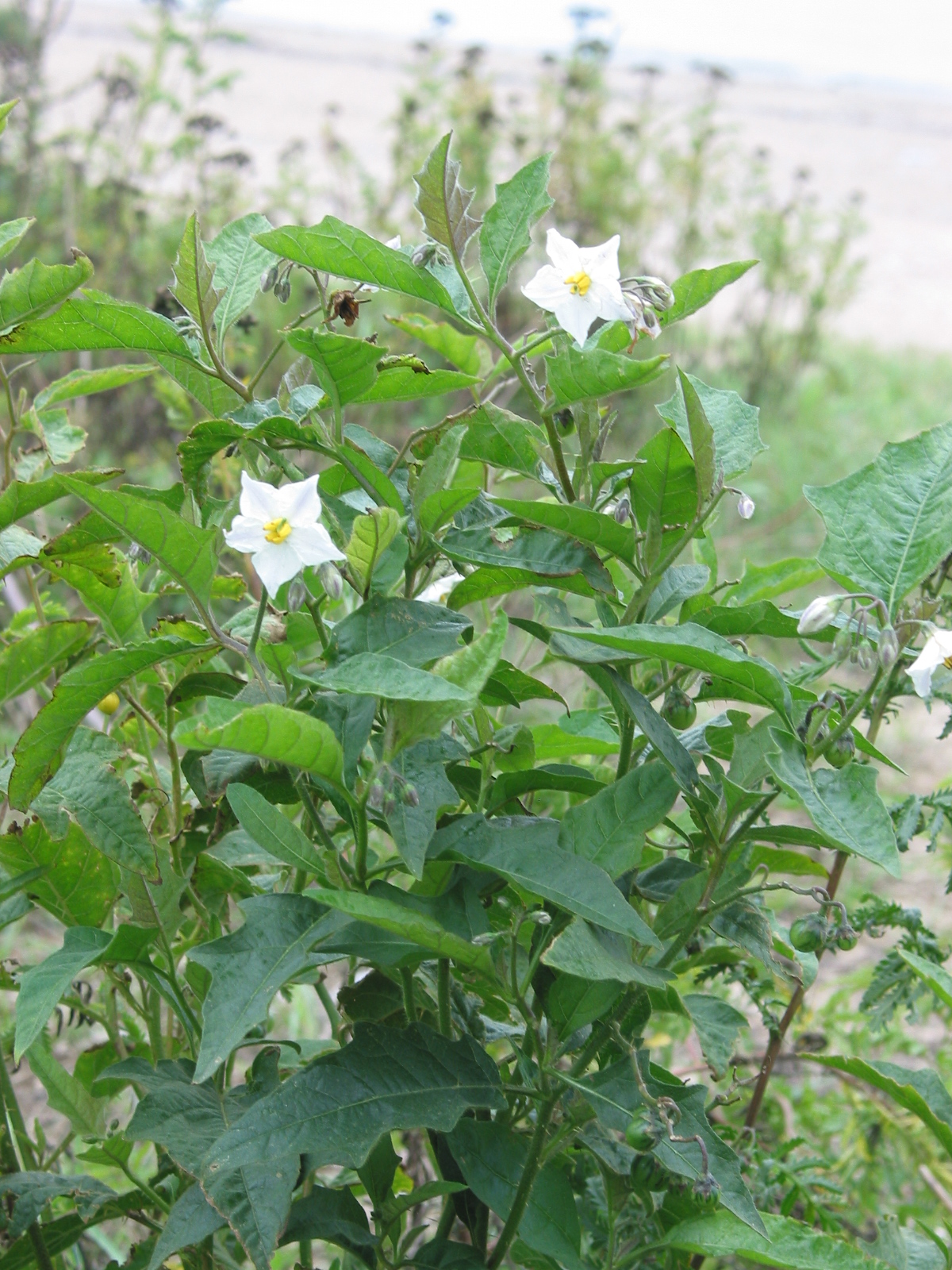 Solanum carolinense (door Gertjan van Mill)