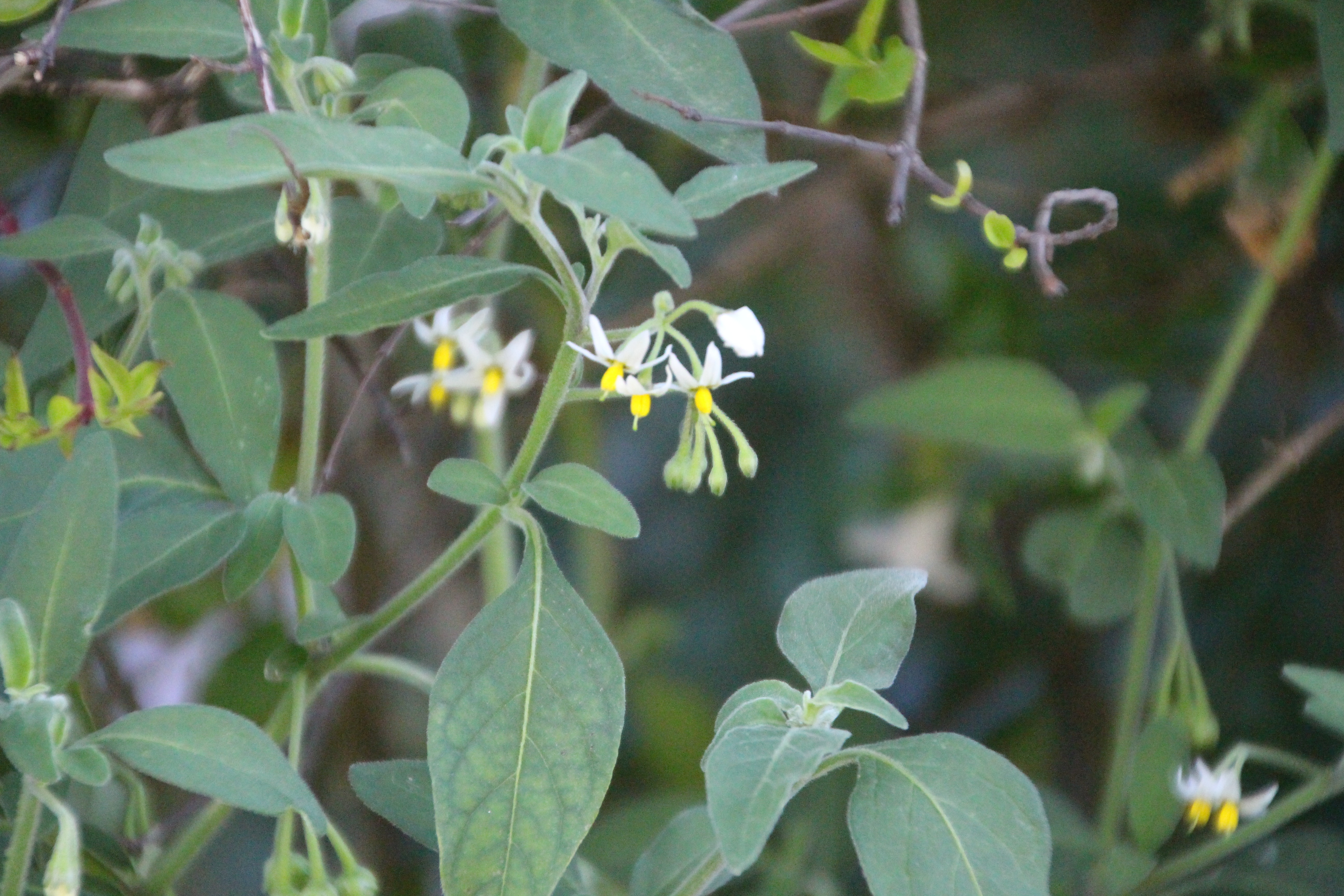 Solanum chenopodioides (door Pieter Stolwijk)
