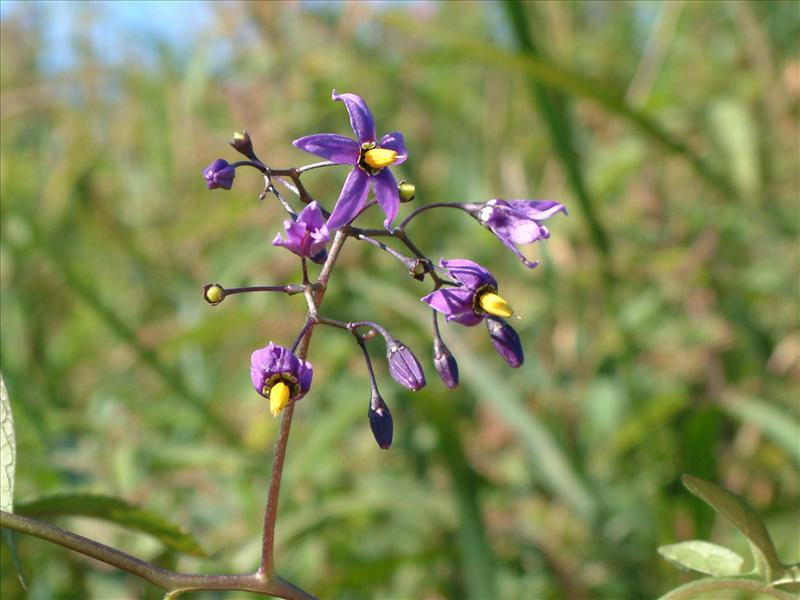 Solanum dulcamara (door Adrie van Heerden)