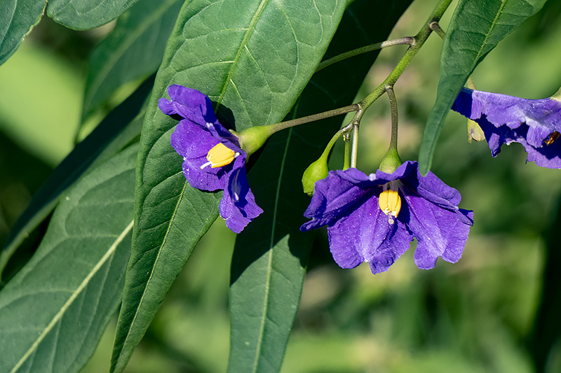 Solanum laciniatum (door Hans Adema)