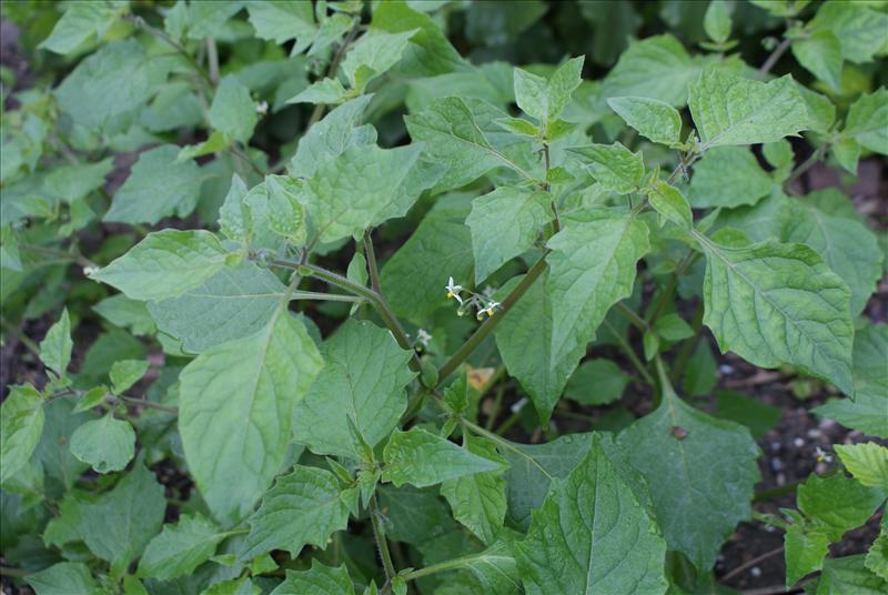 Solanum nigrum subsp. schultesii (door Adrie van Heerden)