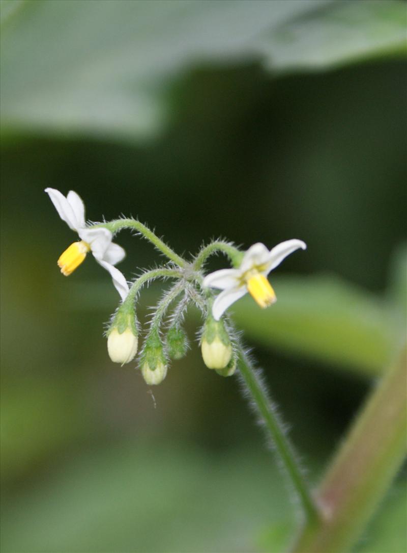 Solanum nigrum subsp. schultesii (door Adrie van Heerden)