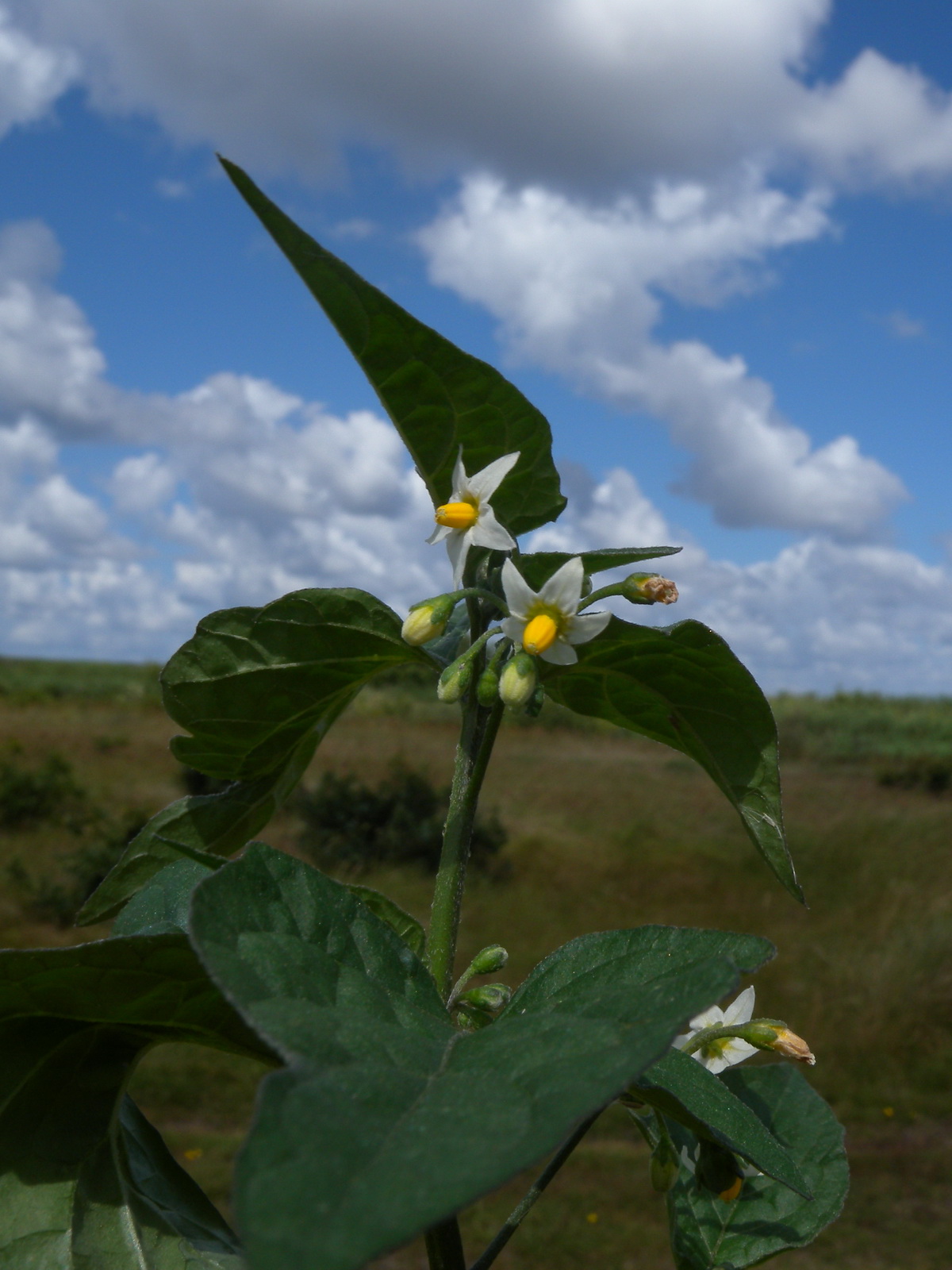 Solanum nigrum subsp. nigrum (door Hans Toetenel)