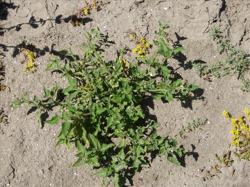 Solanum nitidibaccatum (door Adrie van Heerden)