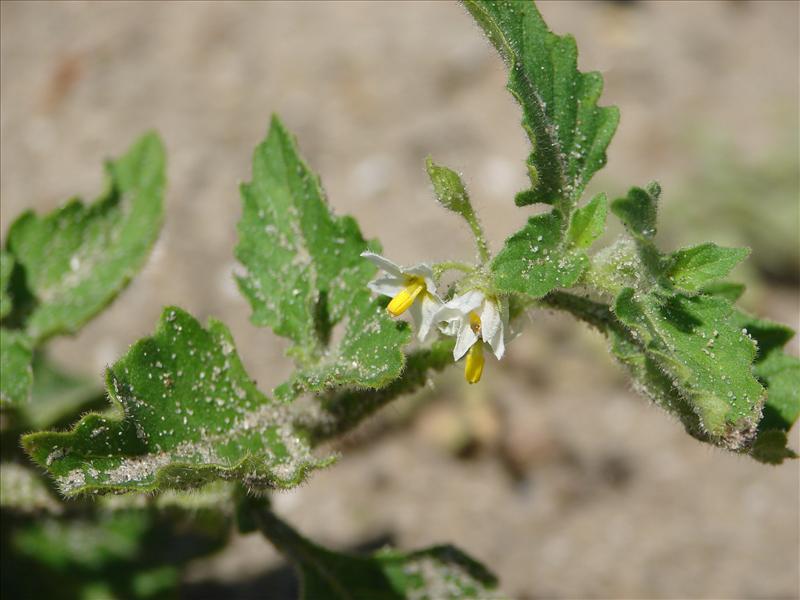 Solanum nitidibaccatum (door Adrie van Heerden)