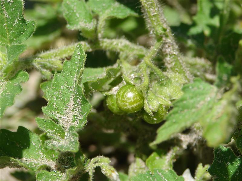 Solanum nitidibaccatum (door Adrie van Heerden)