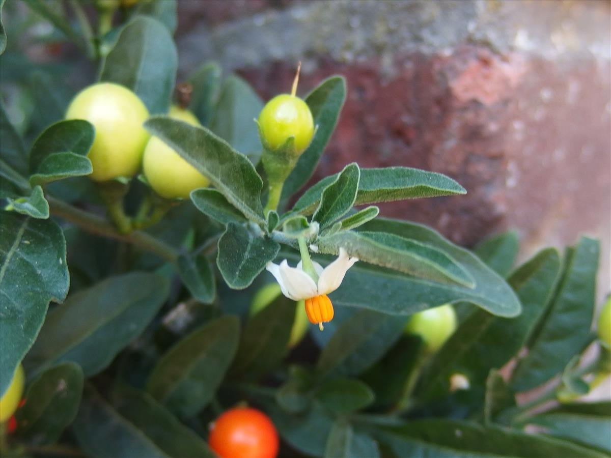 Solanum pseudocapsicum (door Aad van Diemen)