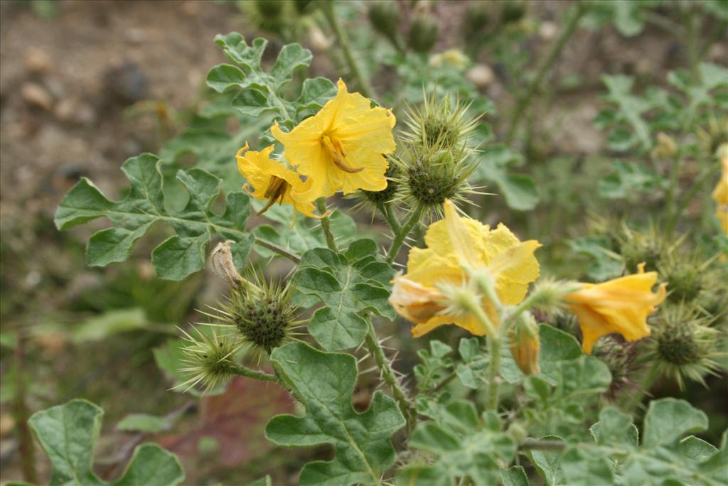 Solanum rostratum (door Gertjan van Mill)