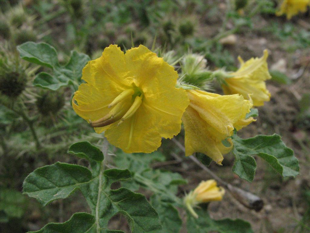 Solanum rostratum (door Gertjan van Mill)