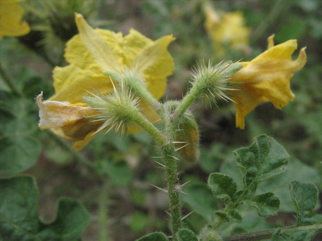 Solanum rostratum (door Gertjan van Mill)