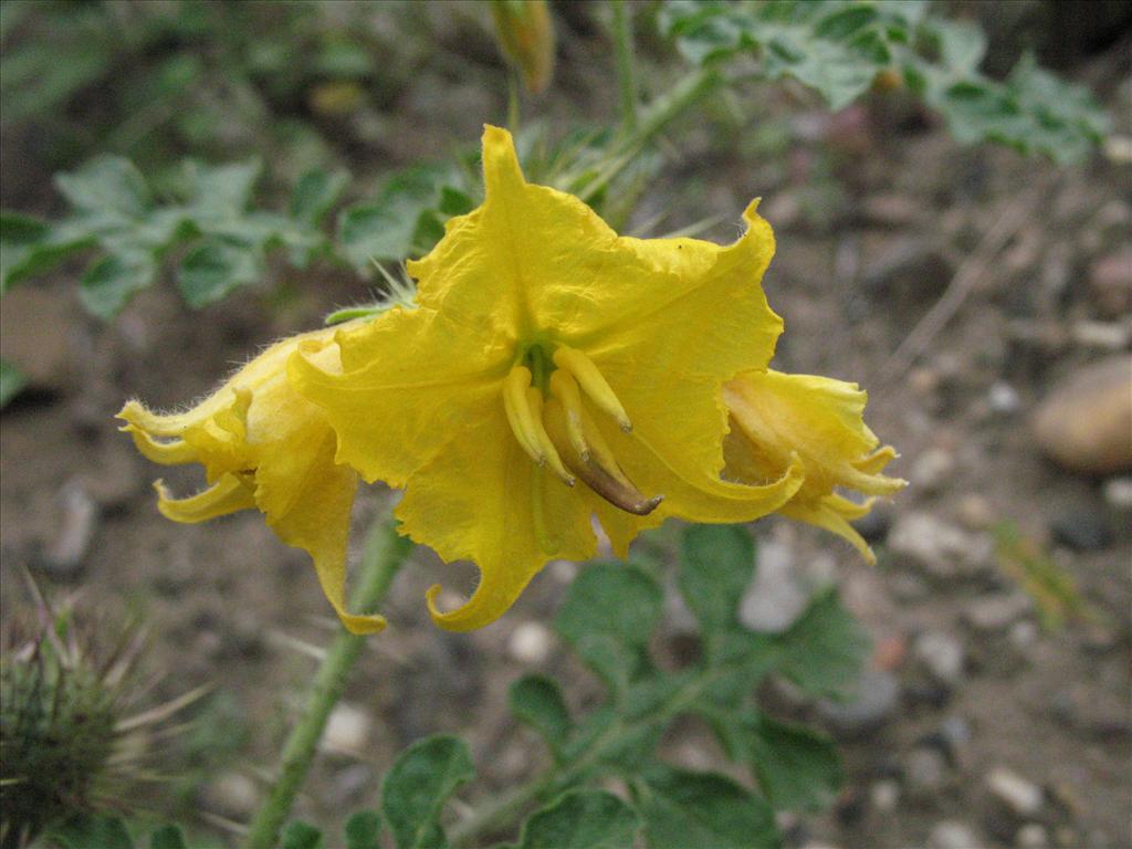 Solanum rostratum (door Gertjan van Mill)