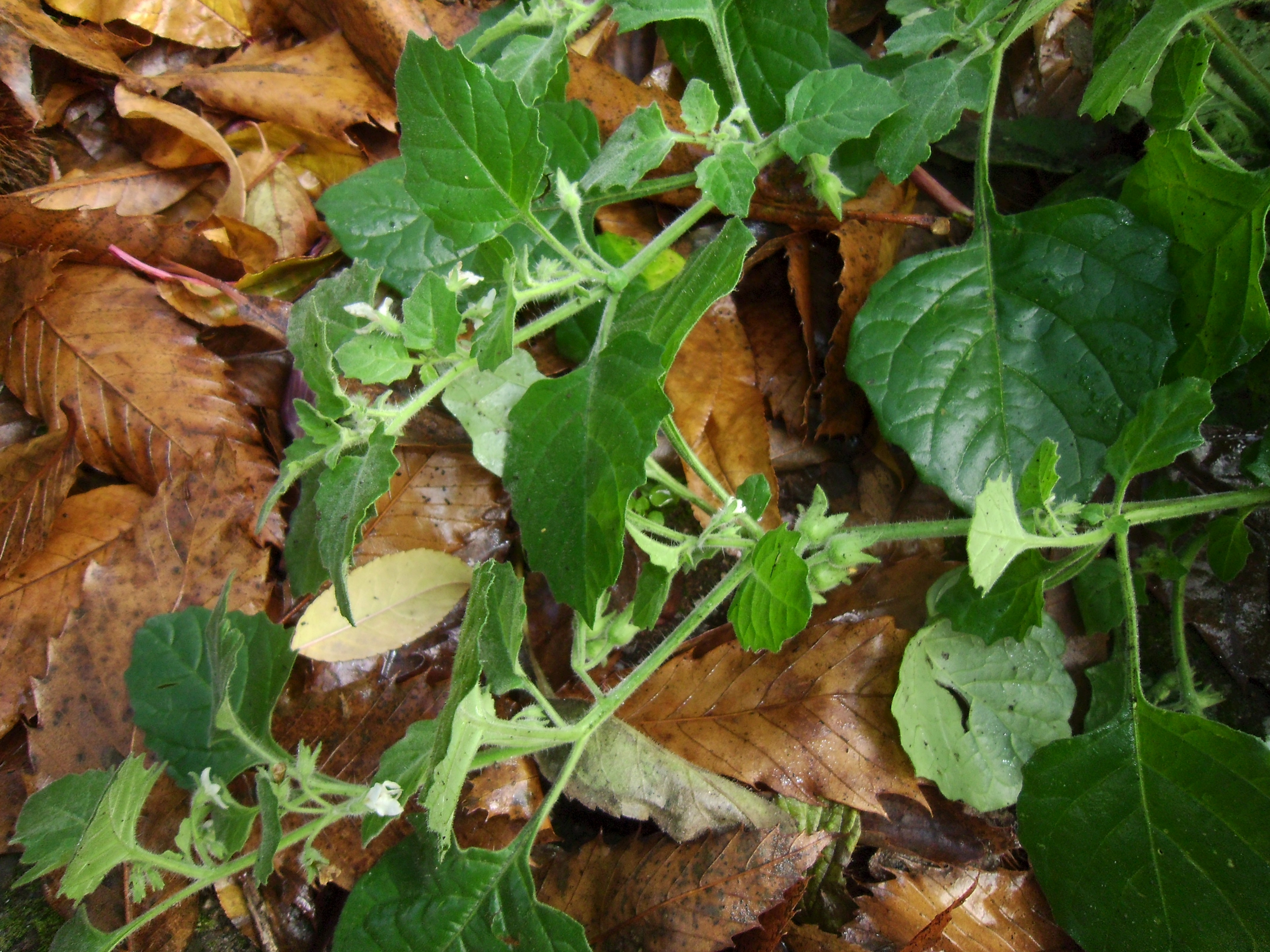 Solanum sarrachoides (door Toon Verrijdt)