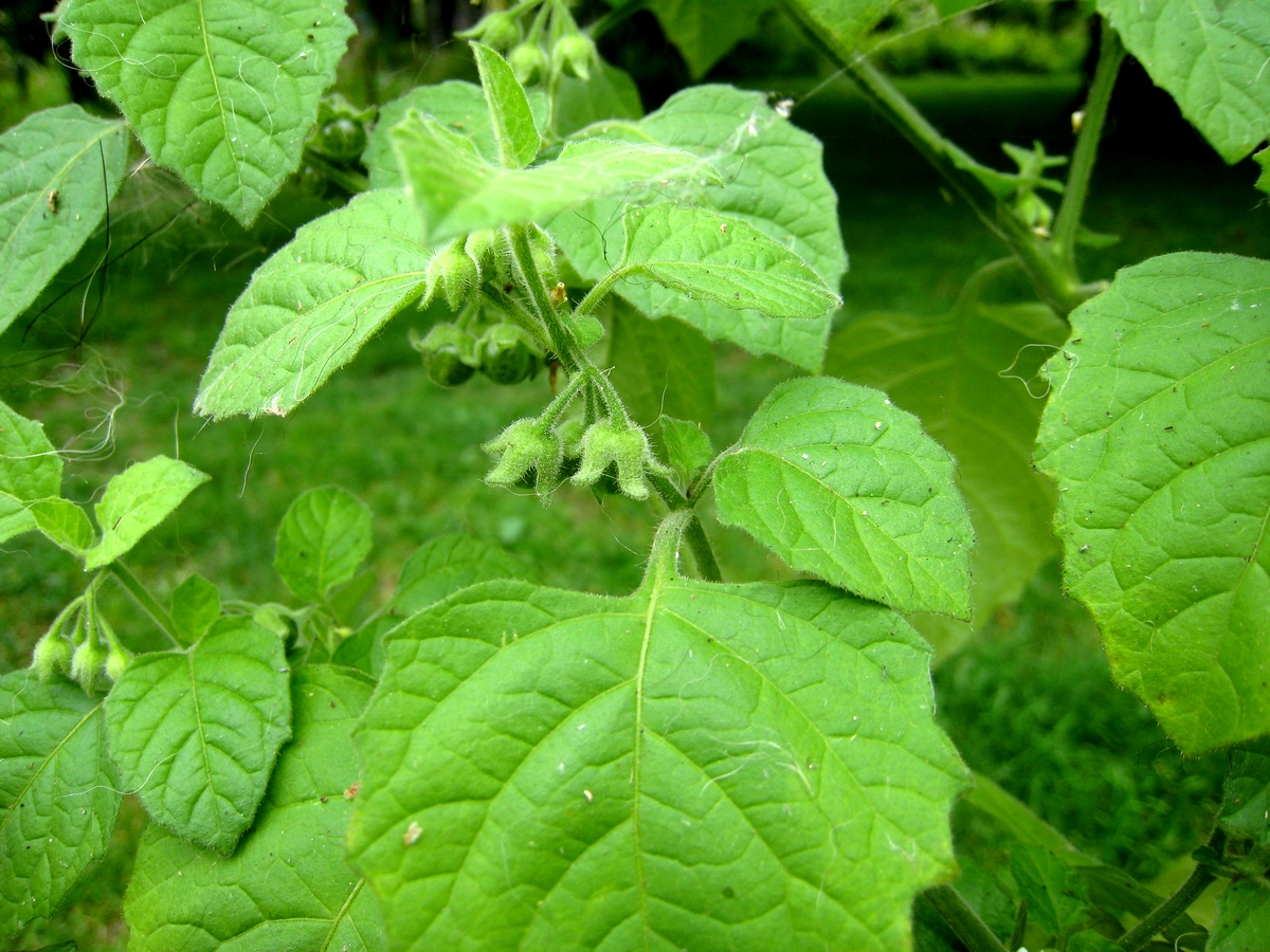 Solanum sarrachoides (door Joke Schaminée-Sluis)