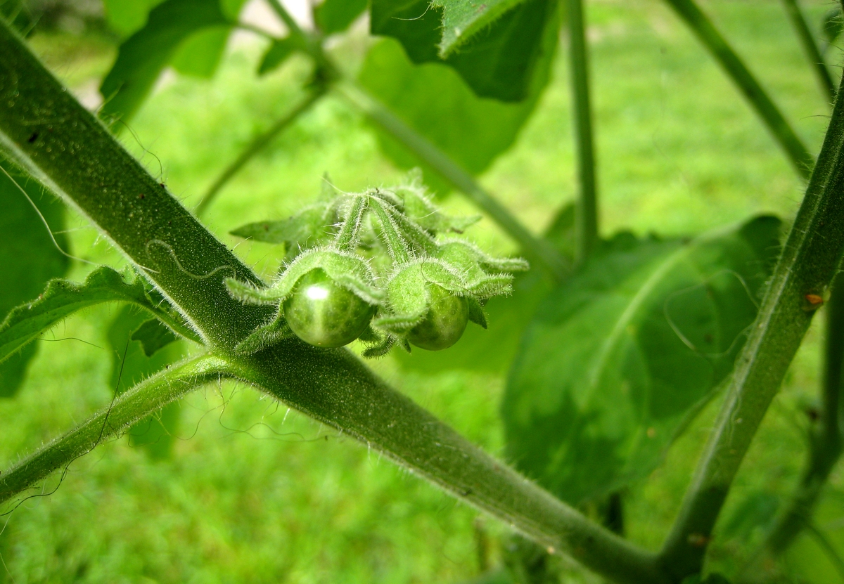 Solanum sarrachoides (door Joke Schaminée-Sluis)