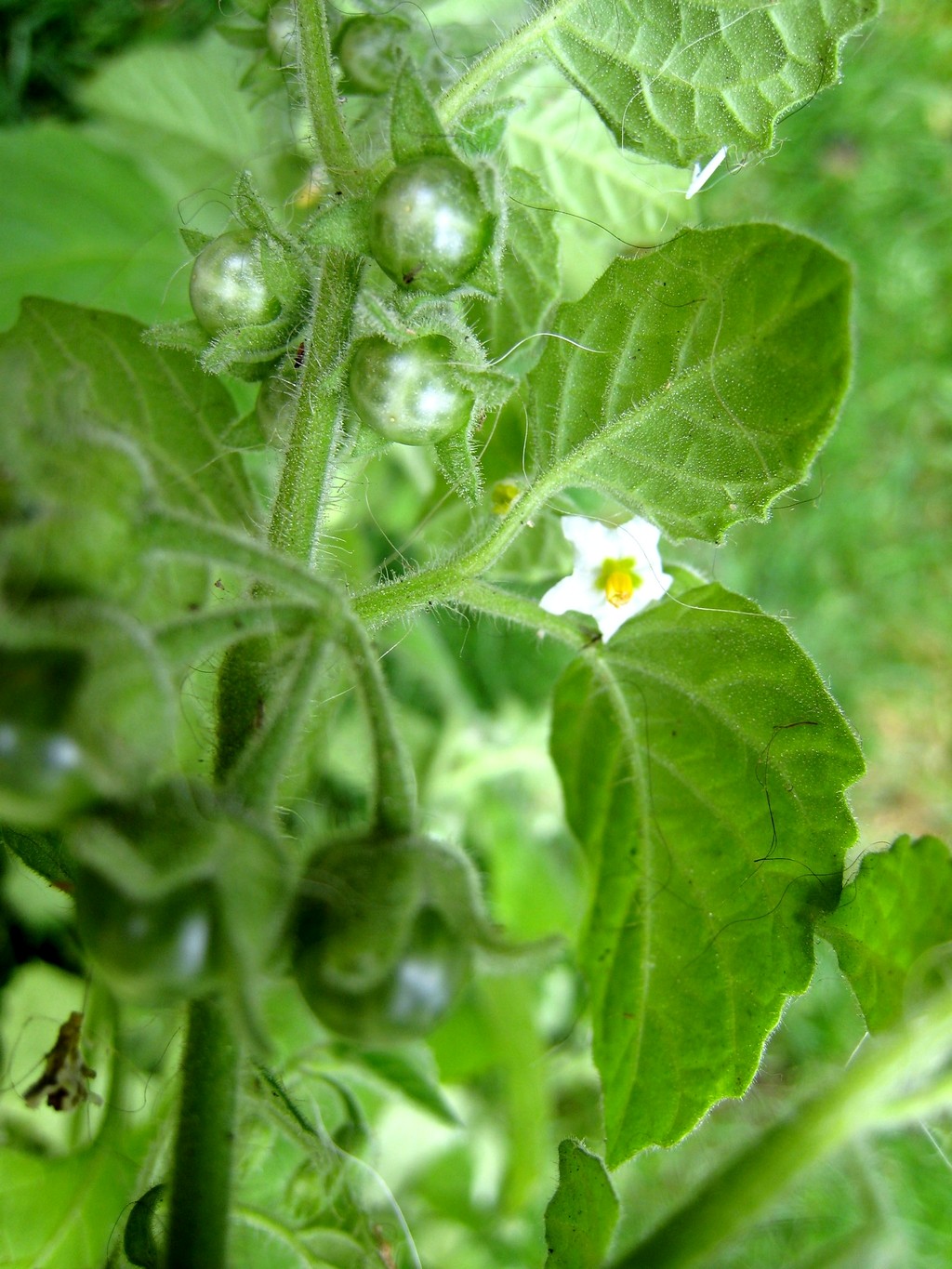 Solanum sarrachoides (door Joke Schaminée-Sluis)