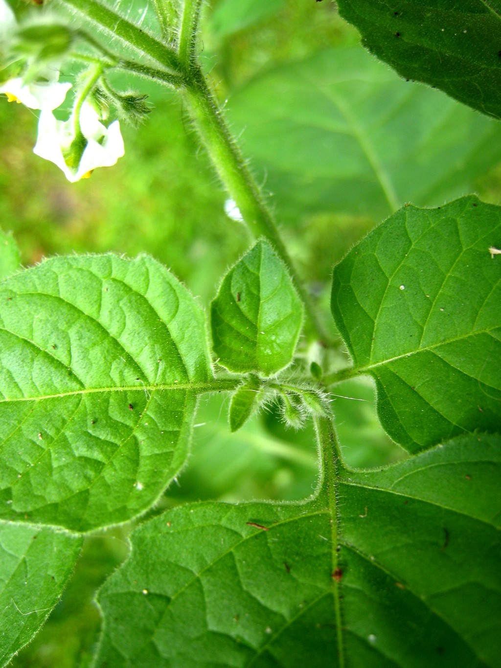 Solanum sarrachoides (door Joke Schaminée-Sluis)