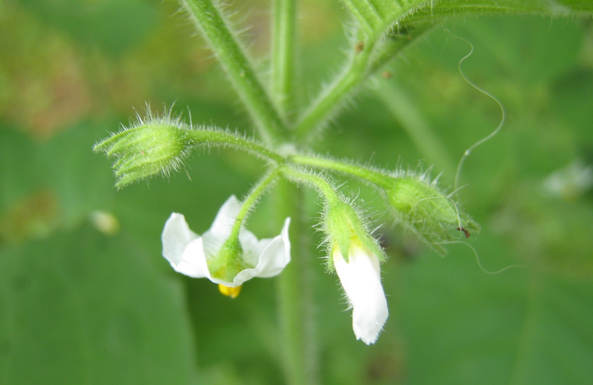 Solanum sarrachoides (door Joke Schaminée-Sluis)