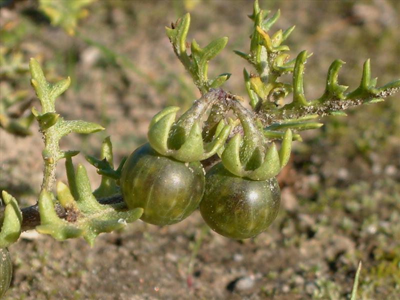 Solanum triflorum (door Adrie van Heerden)