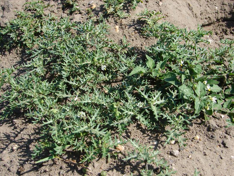 Solanum triflorum (door Adrie van Heerden)