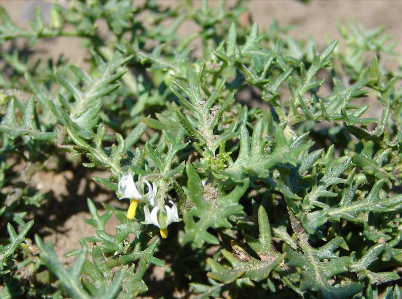 Solanum triflorum (door Adrie van Heerden)