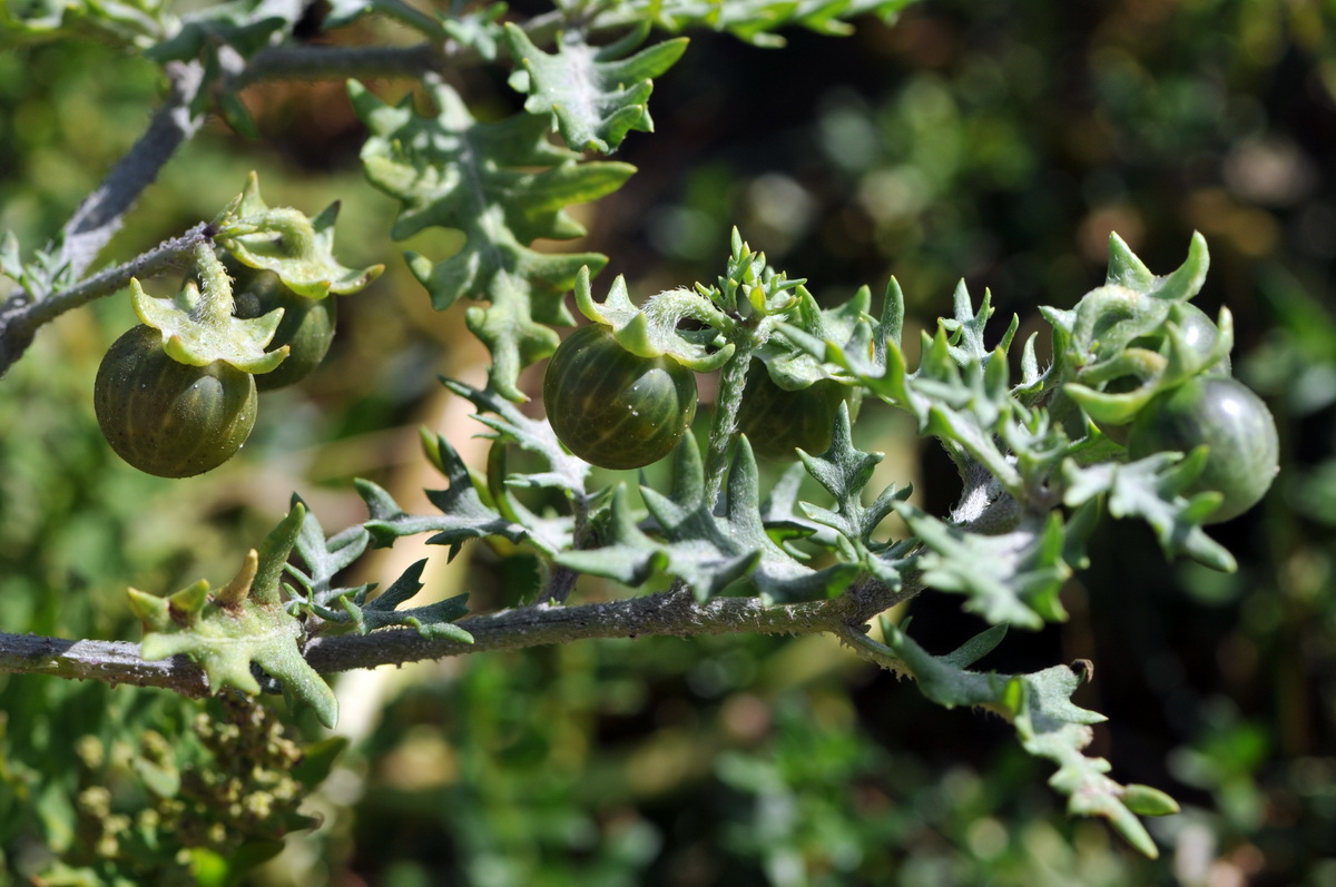 Solanum triflorum (door Hans Toetenel)