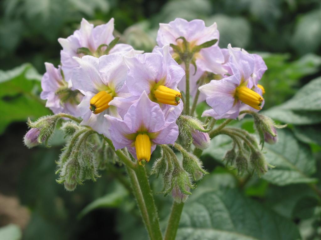 Solanum tuberosum (door Gertjan van Mill)