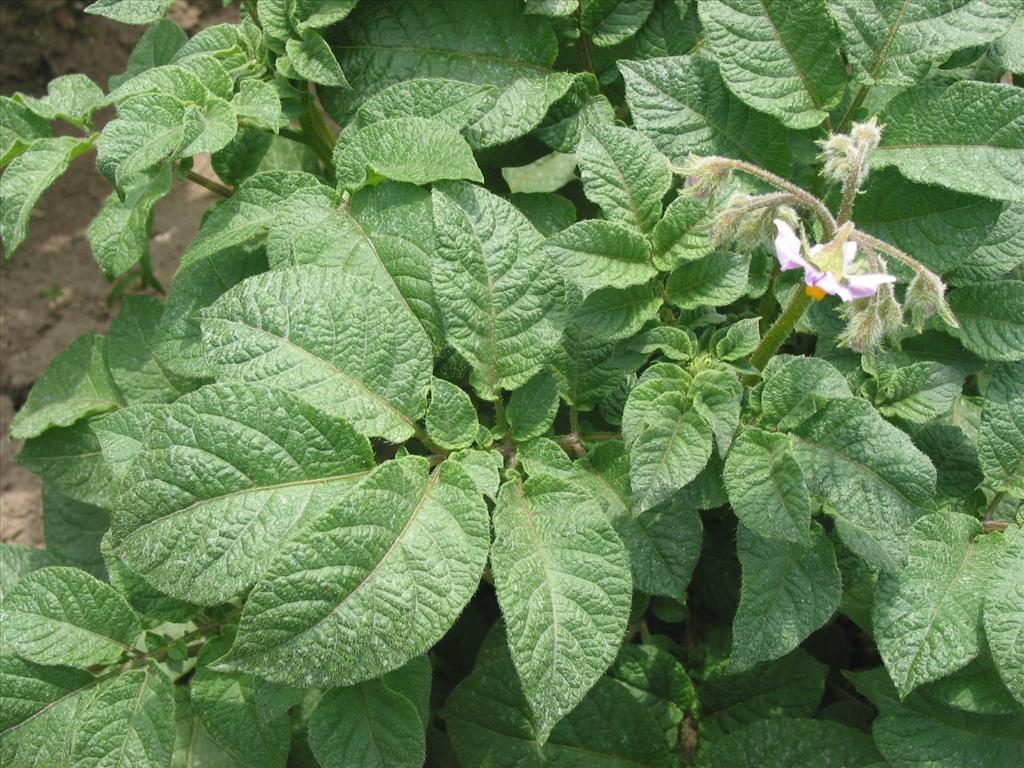 Solanum tuberosum (door Gertjan van Mill)