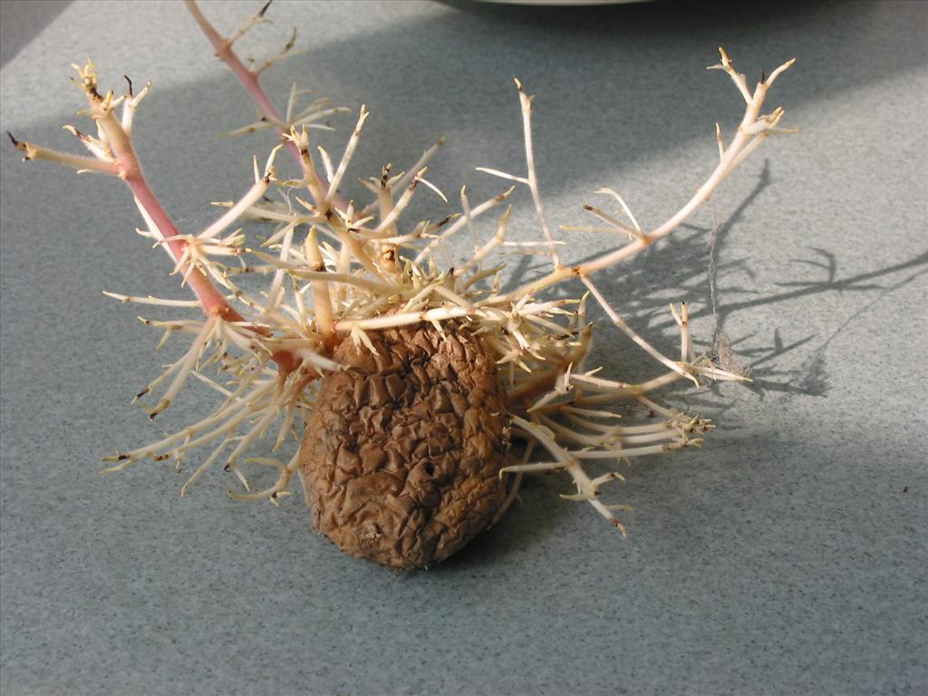 Solanum tuberosum (door Gertjan van Mill)