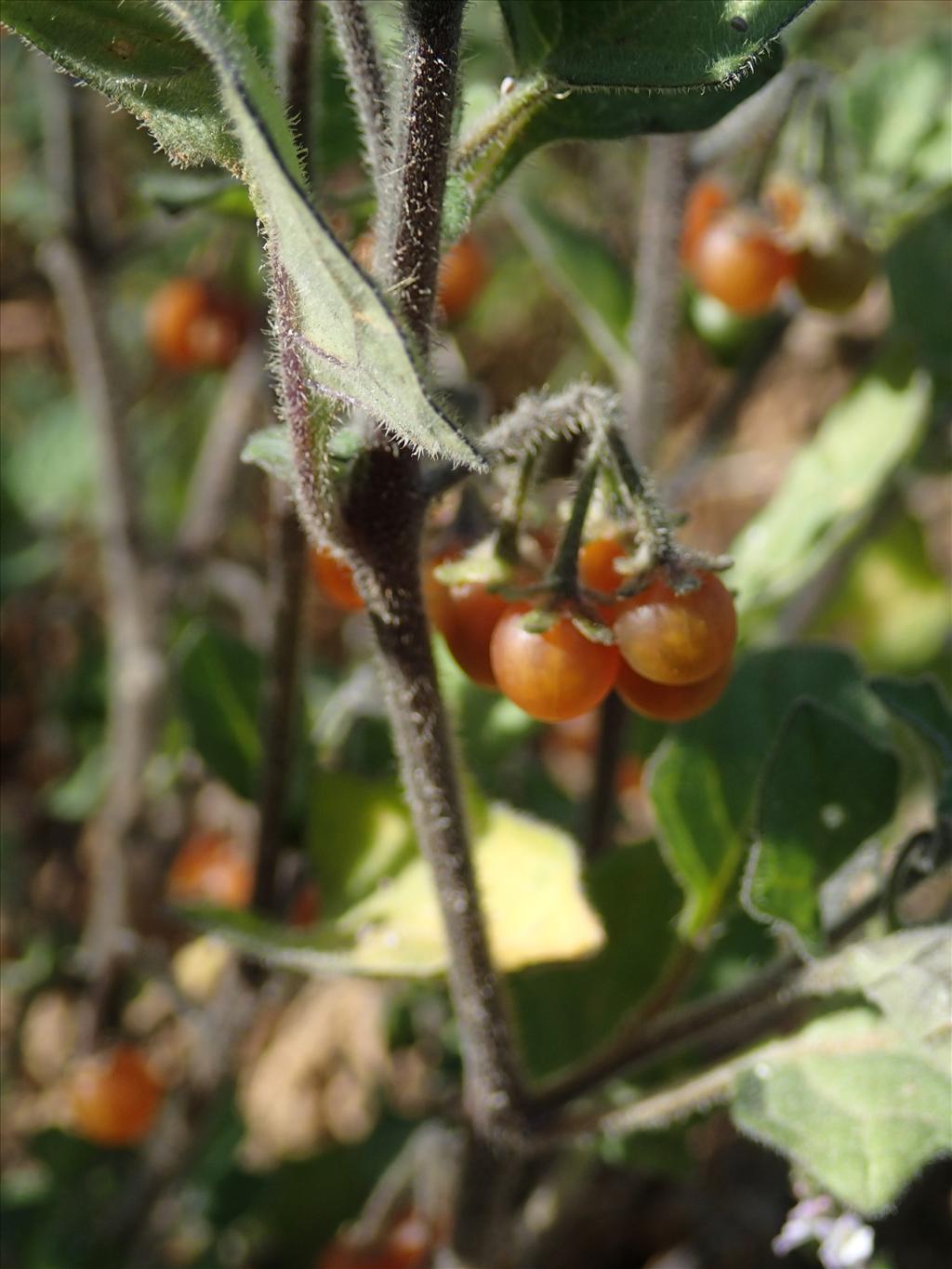 Solanum villosum (door Adrie van Heerden)