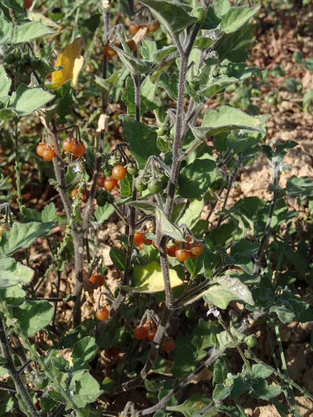 Solanum villosum (door Adrie van Heerden)