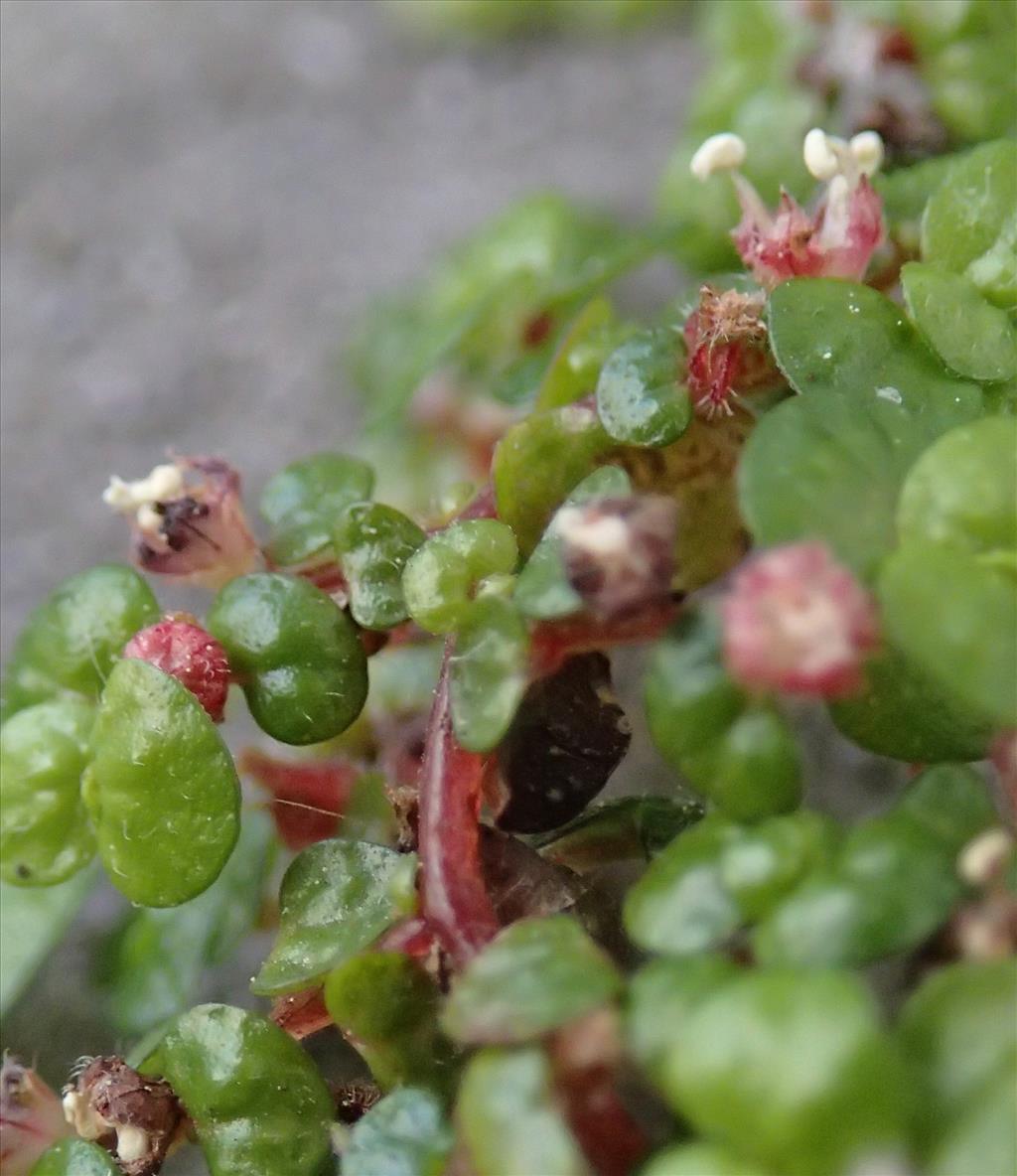 Soleirolia soleirolii (door Adrie van Heerden)