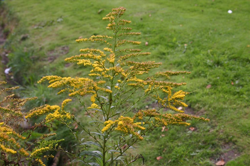 Solidago canadensis (door Niels Jeurink)